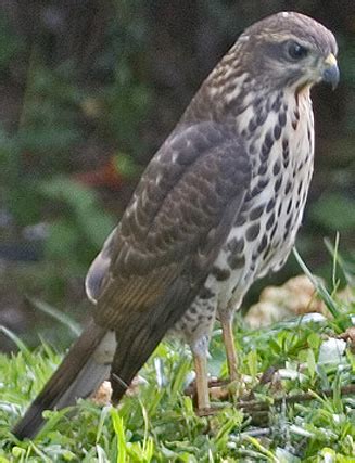 Accipiter tachiro (African goshawk)