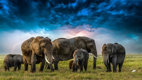 Download Baby Animal Cloud Animal African Bush Elephant 4k Ultra HD Wallpaper