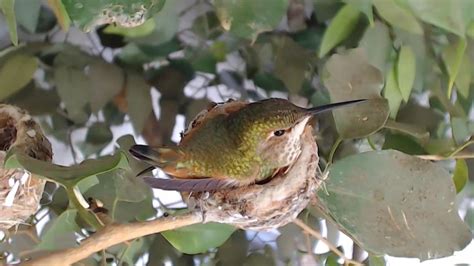 Hummingbird Nest Camera - Rosie the Hummingbird | Explore.org