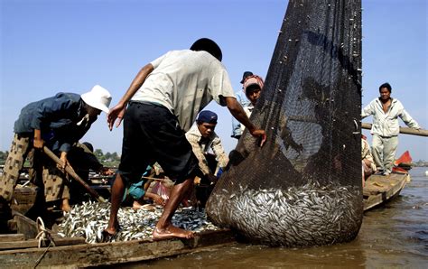 Freshwater fish catch hits new global record | WWF