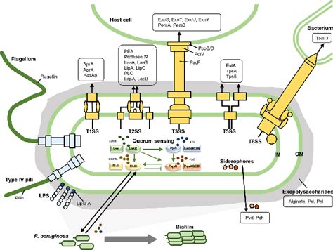 Figure 1 from Virulence Factors of Pseudomonas Aeruginosa and ...