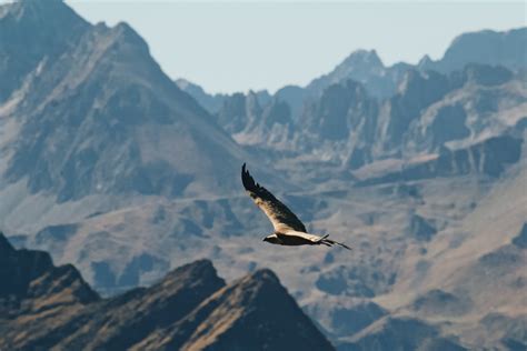 Eagle flying over Mountains · Free Stock Photo