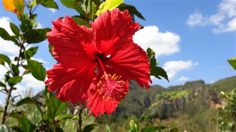 Fotografie & Dintorni: Cuba (10) - La flora tropicale... o quasi