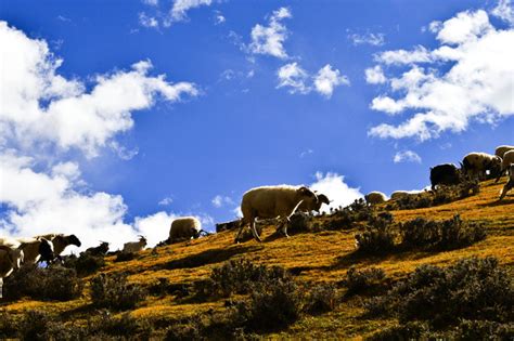 Changtang Plateau in Nagqu: Features and Tips – Tibet Tours, Tibet ...