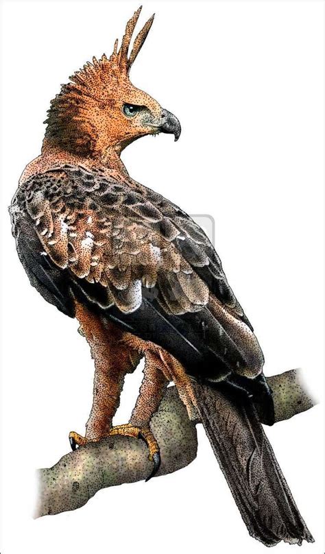 Javan hawk eagle - Alchetron, The Free Social Encyclopedia