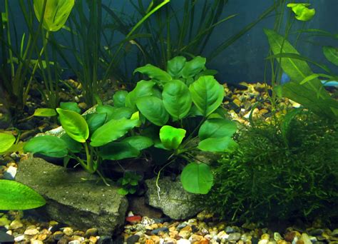 Plantprofiel: Anubias (Anubias barteri) - Aquariadise