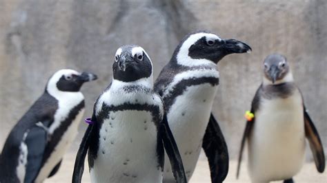 Endangered African Penguins Flock to Lincoln Park Zoo | Chicago News | WTTW