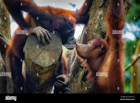 Animals in the Singapore Zoo Stock Photo - Alamy