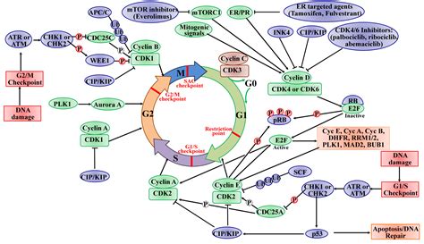 IJMS | Free Full-Text | The Roles of Cyclin-Dependent Kinases in Cell ...