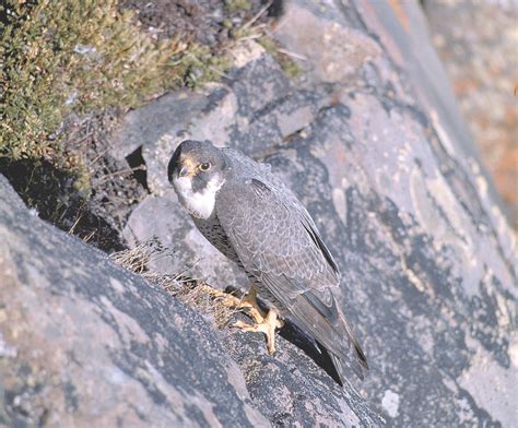 DEC announces rock climbing closures for falcon nesting | News, Sports, Jobs - Adirondack Daily ...