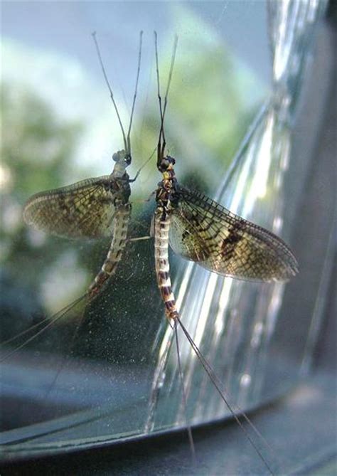 Image Index Page for Mayflies (Ephemeroptera Images)