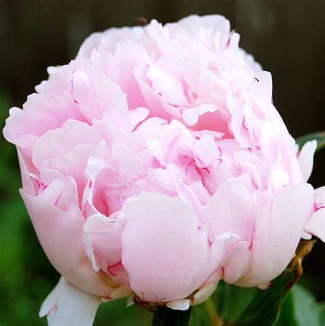 pink peonies » The Macs