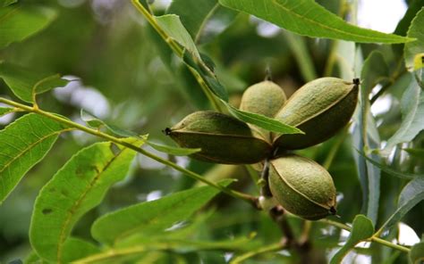 Pecans in a Nutshell - Texas Tree Surgeons