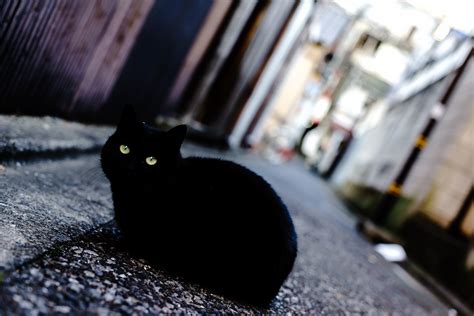 Black Cat Wallpaper, HD Animals 4K Wallpapers, Images and Background - Wallpapers Den