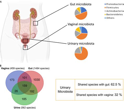 Frontiers | Urinary Microbiome: Yin and Yang of the Urinary Tract