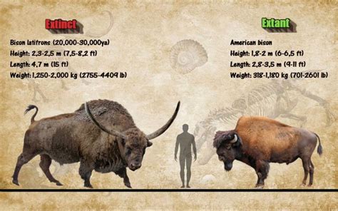 Extinct Bison Latifrons vs American Bison in 2022 | Megafauna ...