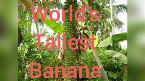 World's biggest banana Branch | world record banana Branch - YouTube