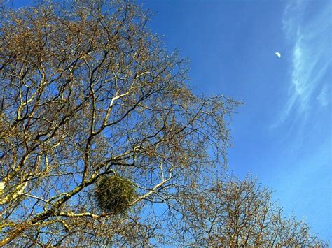 Witches' Broom on birch tree near Cat... © Andrew Curtis cc-by-sa/2.0 ...