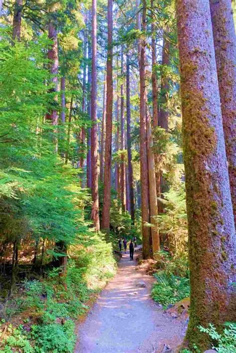 Sol Duc Falls Trail, Olympic National Park: Complete Guide