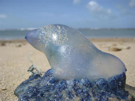 Portuguese man-o-war jellyfish in Mallorca