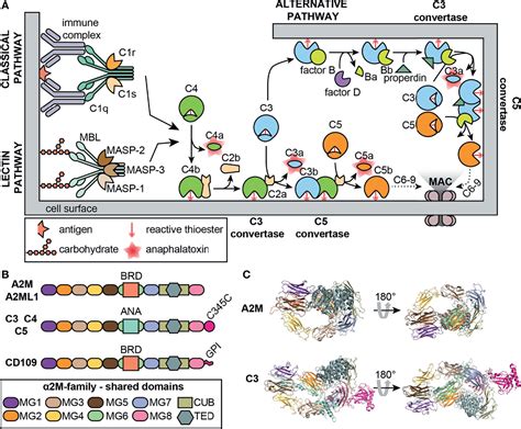 Frontiers | Alpha-2-Macroglobulin in Inflammation, Immunity and Infections