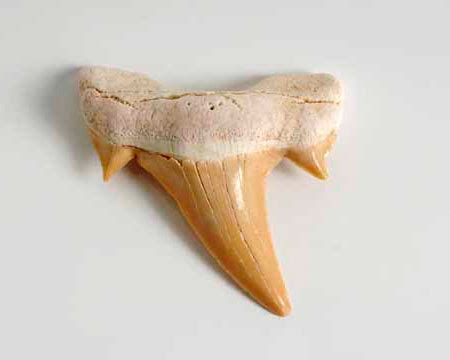 Fossil products online - Mr Woods Fossils, Scotland