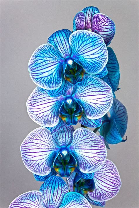 Blue Orchids Wallpaper