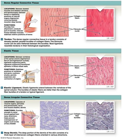 Diagram Of Dense Connective Tissue