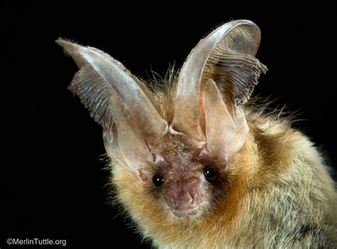 Inspiring Bat Conservation Through Photos - Merlin Tuttle's Bat Conservation