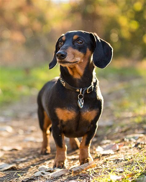 50 Best Small Dog Breeds to Take Home to Your Family