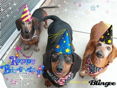 Dachshund Birthday GIFs - Get the best GIF on GIPHY