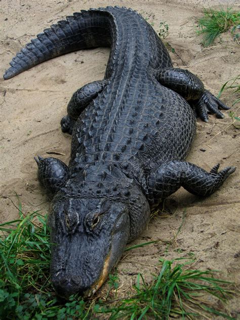 American alligator - Wikipedia