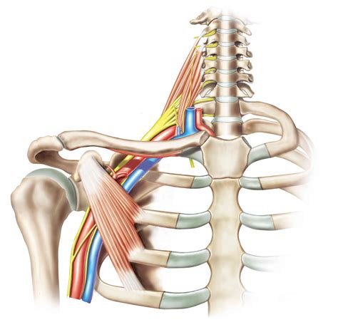 Brachial Plexus: Anatomy, Function, and Treatment