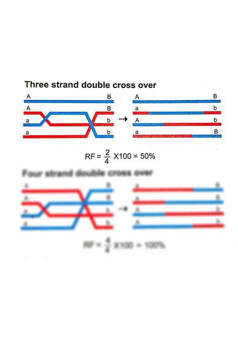 SOLUTION: Types and importance of crossing over - Studypool