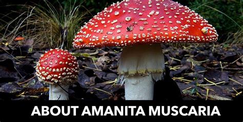 All About Amanita: A Comprehensive Guide on Amanita Muscaria, Effects, Legality, and More ...