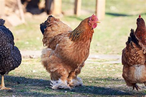 Urban Chickens: The Ultimate Guide on Raising Backyard Chickens