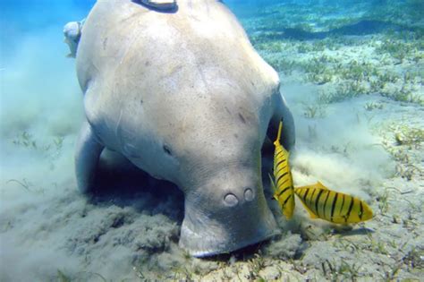 D is for Dugong