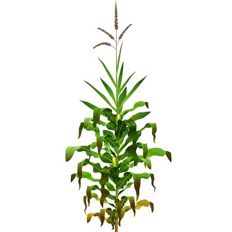 Corn Field Clipart at GetDrawings | Free download