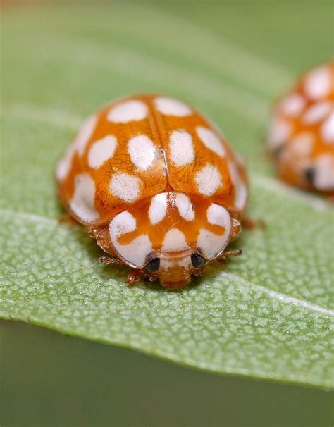 Orange and White Ladybug | macro & insects | Pinterest | Orange and ...