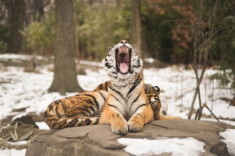 Tiger Photo Roaring Tiger Zoo Tiger in Snow Roaring Tiger