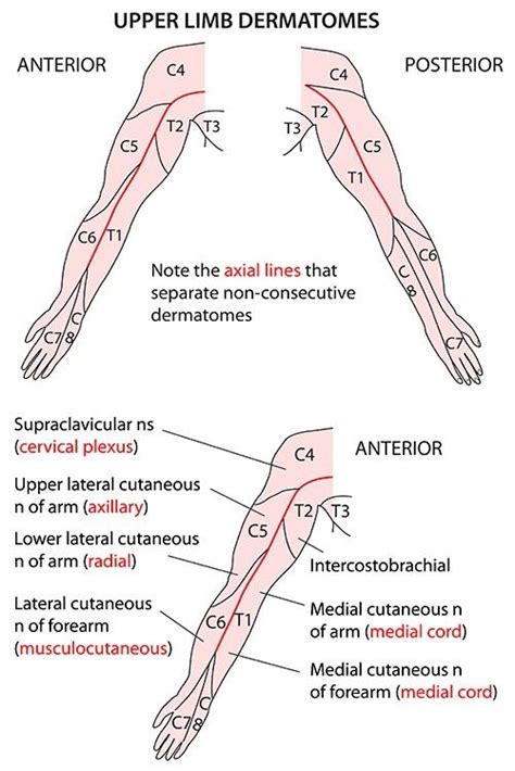 Dermatomes... Note: C7 most of the hand... Except "little finger" which ...