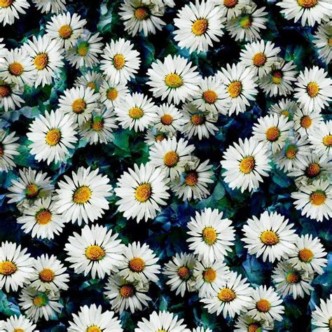 Daisy Wallpaper Backgrounds - Wallpaper Cave