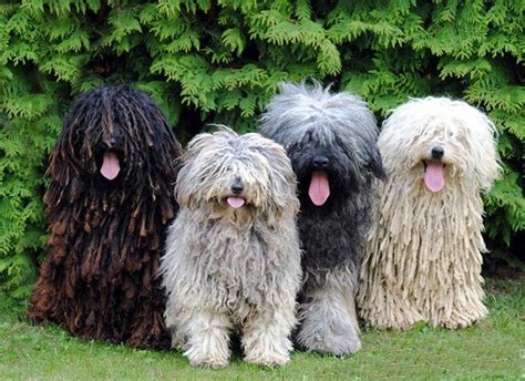 Puli Hungarian Sheep Dogs | Hungarian dog, Puli dog, Cute animals