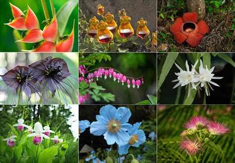 27 of the Most Rare Flowers in the World | Bouqs Blog