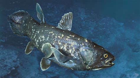 Huge 420-million-year-old fish species rediscovered in Indian Ocean | Fox News