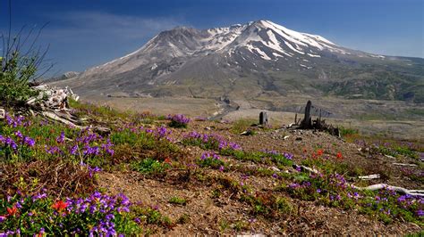 40 years of changes at Mount St. Helens: Life returns after eruption | king5.com