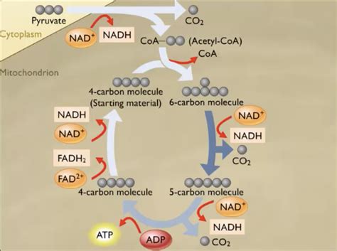 How the Krebs Cycle Works Diagram | Quizlet