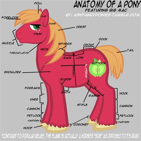 The Anatomy of a Pony — Weasyl