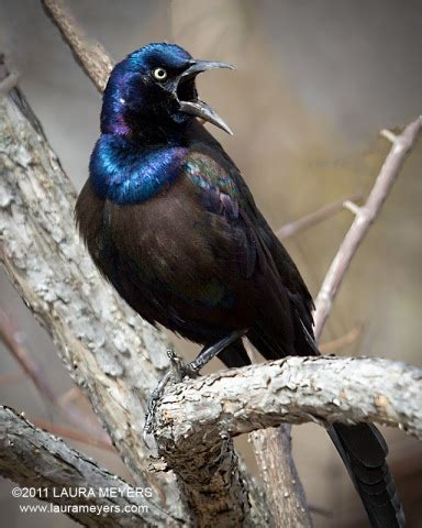 Common Grackle - Laura Meyers Photography