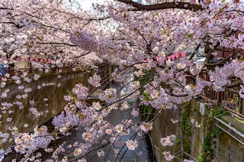 Premium Photo | Meguro sakura cherry blossom festival cherry blossom ...